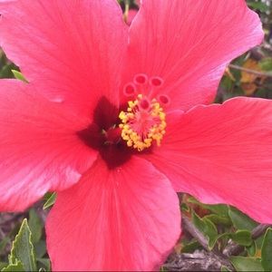 Meet your Posher, Ally